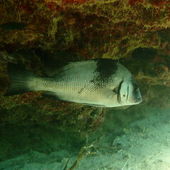 Plectorhinchus gibbosus