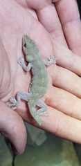 Gekko swinhonis