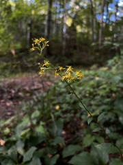 Solidago faucibus