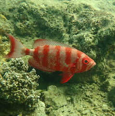 Priacanthus hamrur