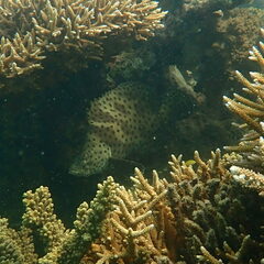 Chromileptes altivelis