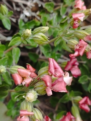 Viviania marifolia