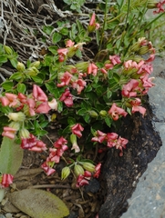 Viviania marifolia