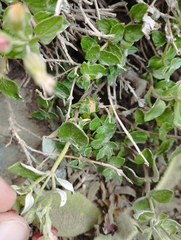 Viviania marifolia
