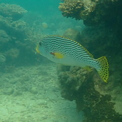Plectorhinchus lineatus