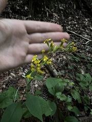 Solidago faucibus