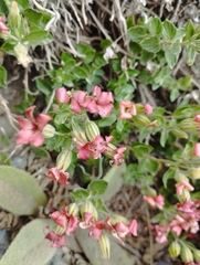 Viviania marifolia
