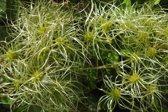 Clematis dioica