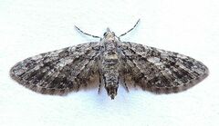 Eupithecia columbiata