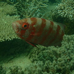 Priacanthus hamrur