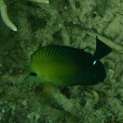 Zebrasoma scopas