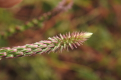 Achyranthes