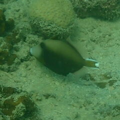 Sufflamen chrysopterum
