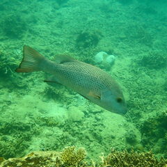 Lutjanus argentimaculatus