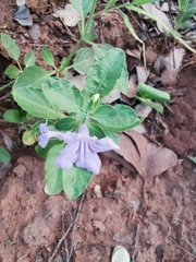 Ruellia prostrata