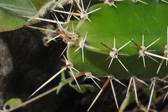 Hylocereeae