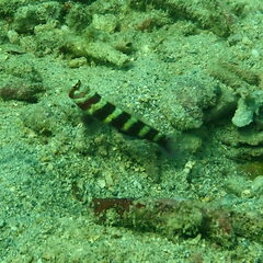 Amblyeleotris wheeleri