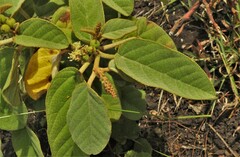 Croton payaquensis