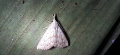 Meganola brunellus