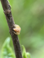 Opisthoncus polyphemus