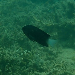 Pomacentrus chrysurus