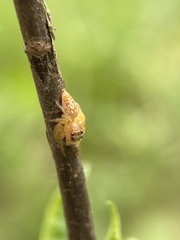 Opisthoncus polyphemus