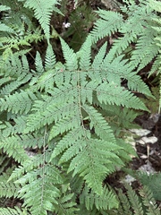 Parapolystichum microsorum