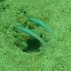 Ptereleotris microlepis