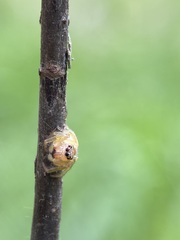 Opisthoncus polyphemus