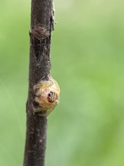 Opisthoncus polyphemus