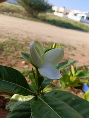 Gardenia jasminoides