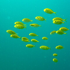 Gnathanodon speciosus