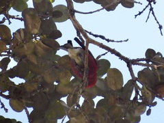 Himatione sanguinea
