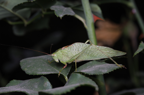Syntechna tarasca