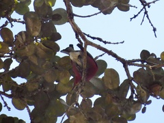 Himatione sanguinea