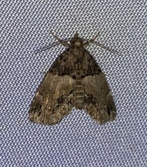Cutina distincta