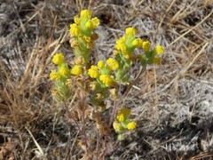 Castilleja lacera