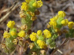 Castilleja lacera