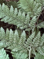 Parapolystichum microsorum