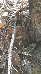 Telephlebia godeffroyi