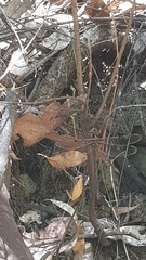 Telephlebia godeffroyi