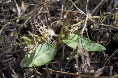 Chiloglottis cornuta