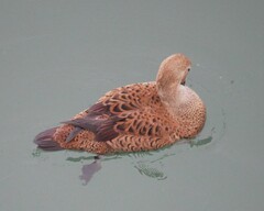 Somateria spectabilis