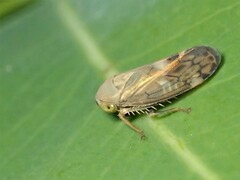 Neotartessus flavipes