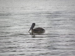 Pelecanus occidentalis