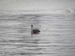 Pelecanus occidentalis