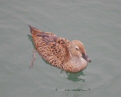 Somateria spectabilis