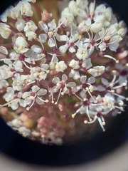 Anisotome latifolia