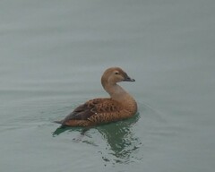 Somateria spectabilis