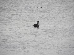 Pelecanus occidentalis